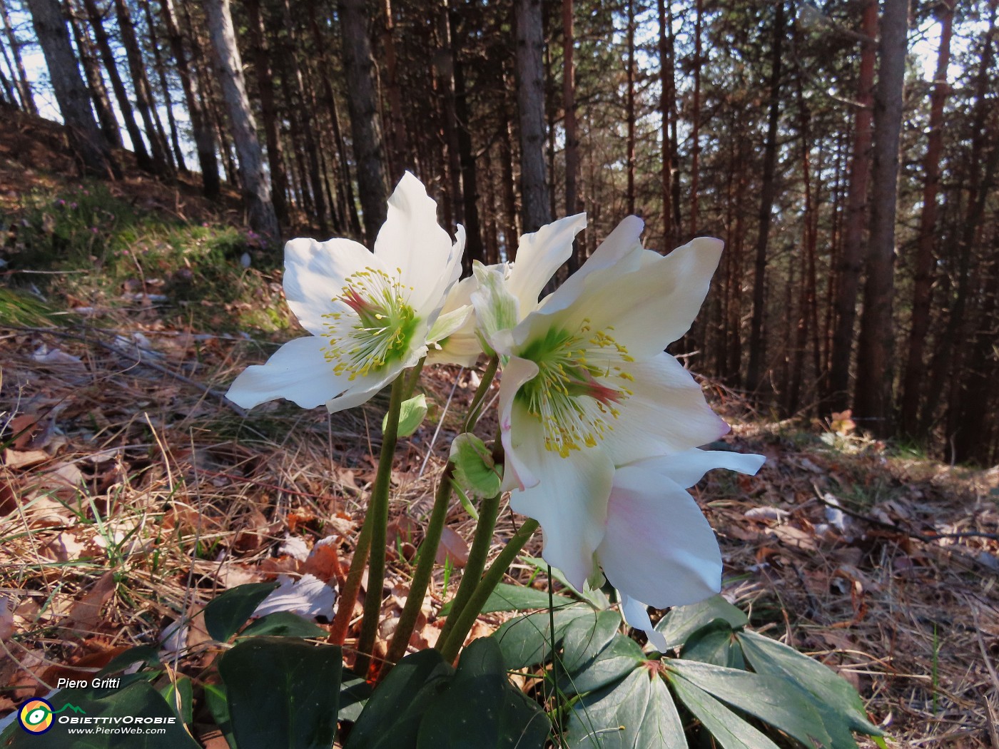 20 Helleborus niger (Ellebori) in piena fioritura.JPG